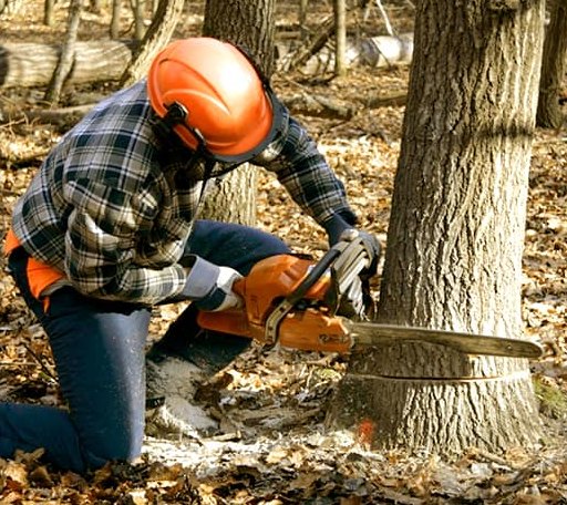 Tree Removal in Charlotte, MI